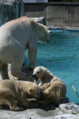 円山動物園　ホッキョクグマ