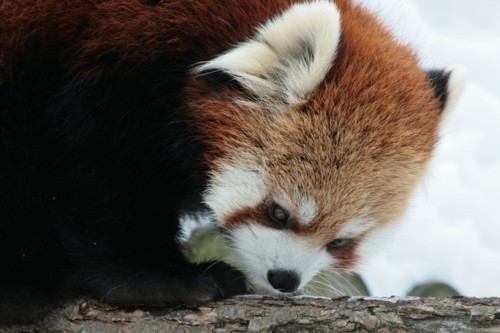 レッサーパンダ　COCO. 円山動物園