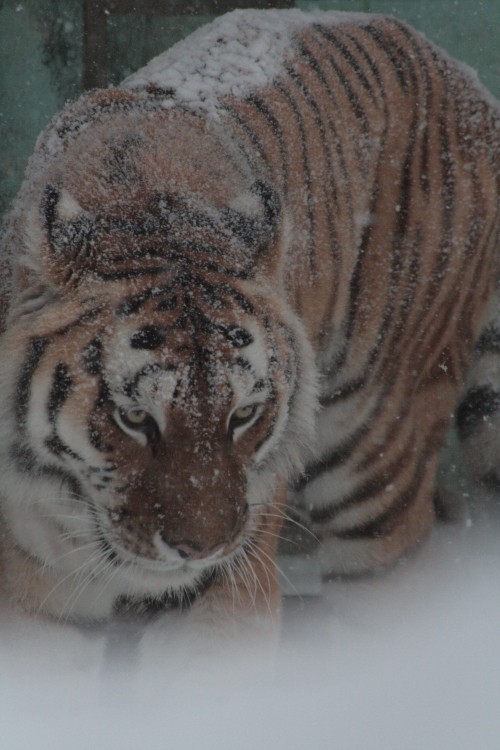 帯広動物園　　TATSUO　welcome！