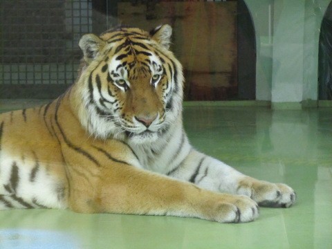 リング　円山動物園　2011.1.21