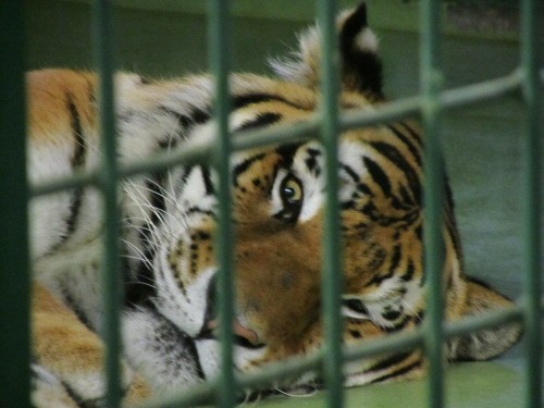 春はたいへん　円山動物園