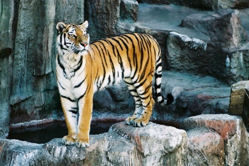 タツオとアイ　2005.5.2　円山動物園