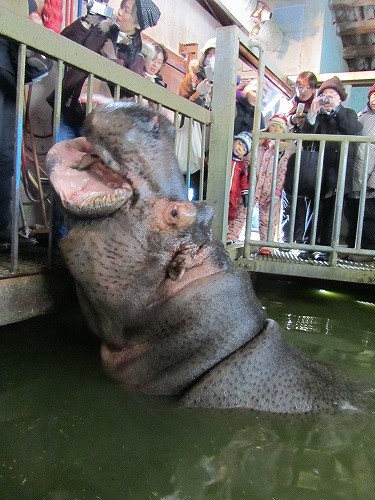 ダイ：カバ　帯広動物園