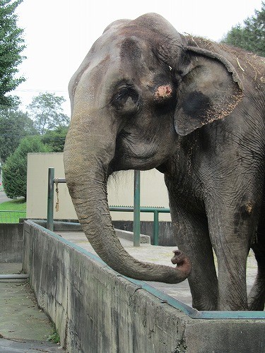 おびひろ動物園　敬老の日イベント