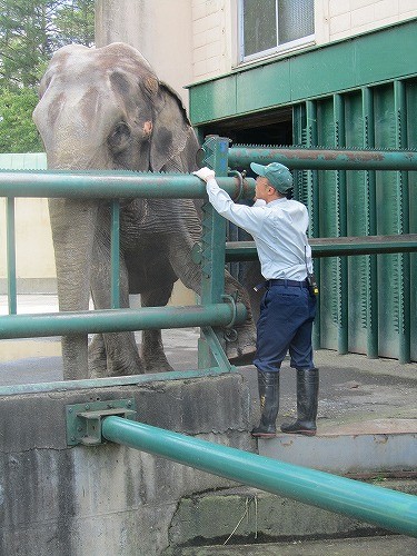 帯広　インドゾウ　ナナ　　えらい・賢い！