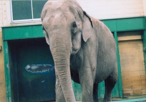 ナナ　帯広動物園