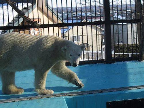 2011.12.17 帯広動物園