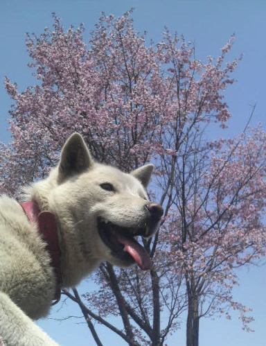 桜だ、桜だ、桜だ！　満開だ！