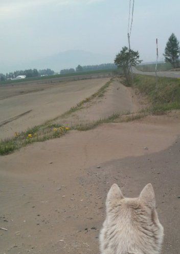 砂嵐のあと 　　  凄いことになってるよ！