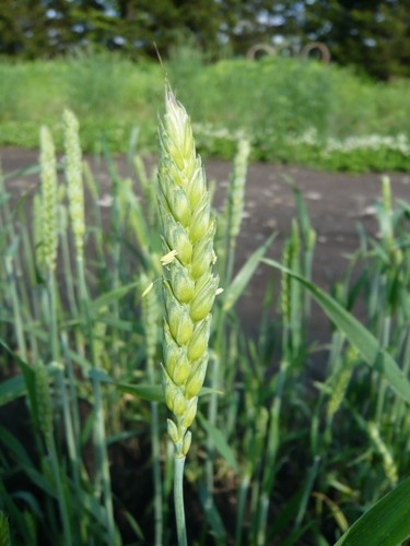 小麦の花