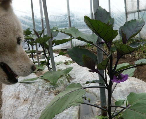 野菜の花