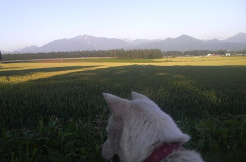 やっと天気になりました。