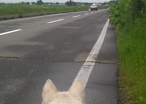 パトカーがやってきた！