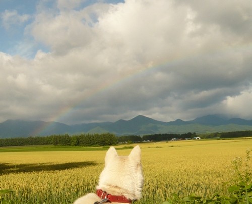 今朝、虹見ましたか。