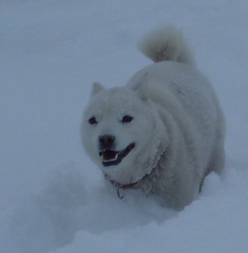 雪だ、雪だ、雪だ！