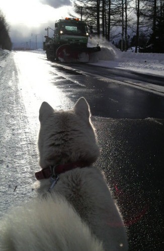 来たぞ！　　　除雪車だー！