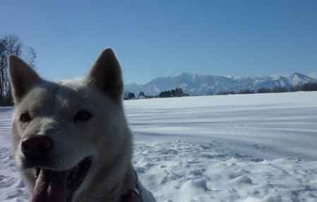 今日のポロシリ