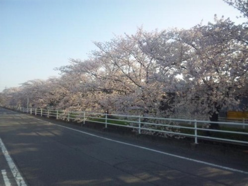 桜を見に行ってきましたよ