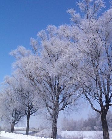 今年も残すところ・・・雪桜