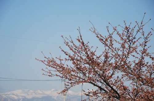 桜