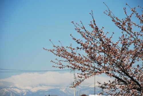 今朝は