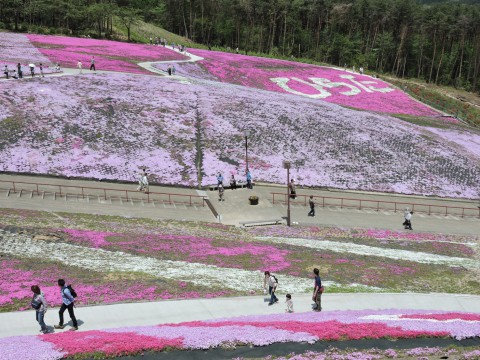 芝桜が、、