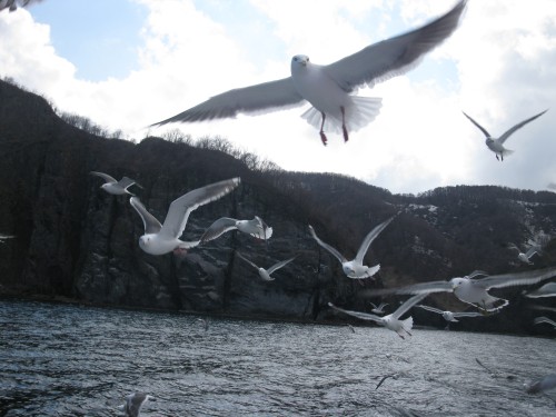 サクラ鱒釣りに積丹町の海へ