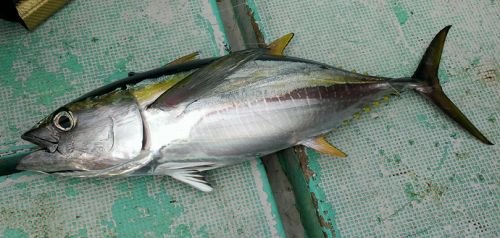 沖縄県久米島へマグロを求めて釣行