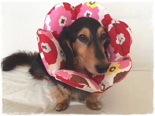 犬・猫　エリザベスカラー　布製　お花型