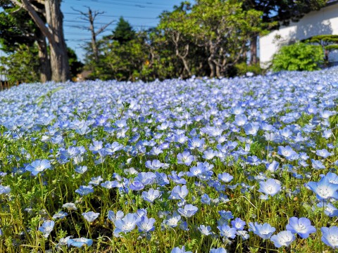 まるでお花の絨毯✧帯広で咲き誇る【ネモフィラ】に出会いました!