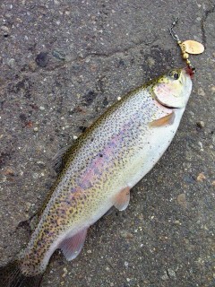 釣れました。