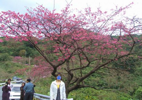 Spring and cherry blossoms。