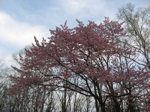 桜咲いたら。