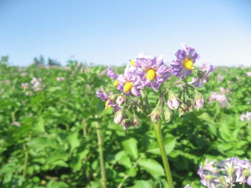 満開の花畑。