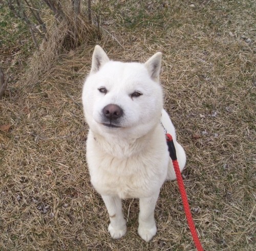 札幌在住の皆様 白い犬が迷子になっています 再度ご協力お願いします はな丸のblog By はな丸