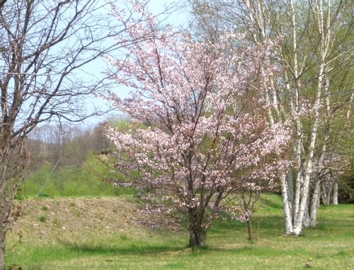 暖かい日が続いて桜も満開！