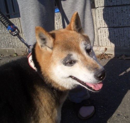 今日は忙しかったよ～パート②・・・犬、犬、犬そしてしっぽさんち