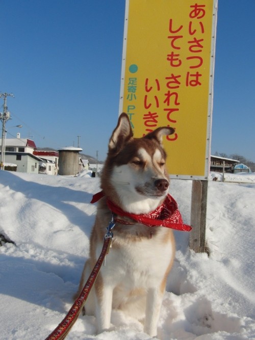 ハナしゃんは今日は疲れたよ～