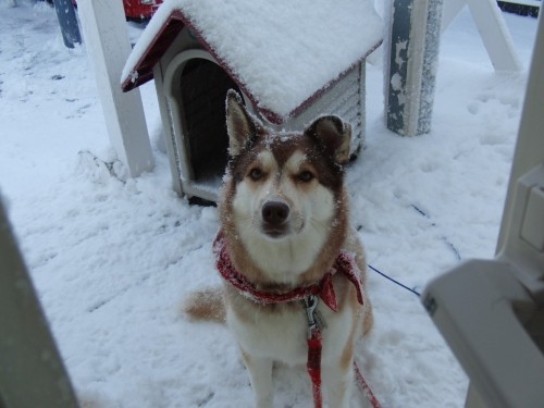 雪が降りましたね～ハナしゃんも家にいれてくださ～い！