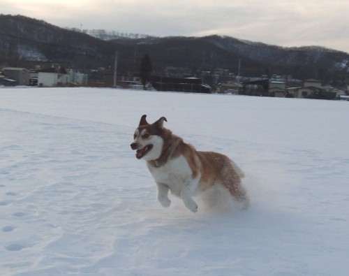 今日は日曜日！夕方遅めのダッシュ！気持ちい～