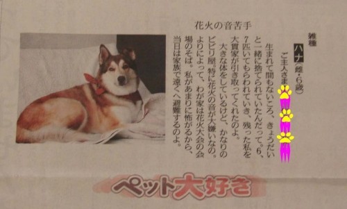 今度はハナしゃんが「北海道新聞（夕刊）」デビューだよ！