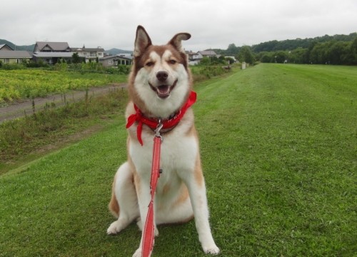 ハナしゃんは土日が大好きだよ！