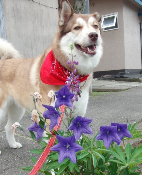 もう夏は行っちゃったのかな？