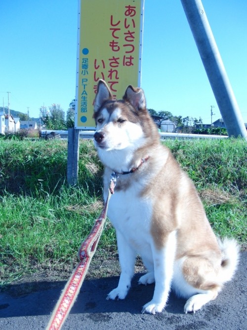 はなしゃんの今日この頃～