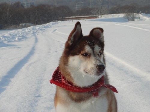 寒いけど、はなしゃんは平気！顔に雪がついても大丈夫だよ～