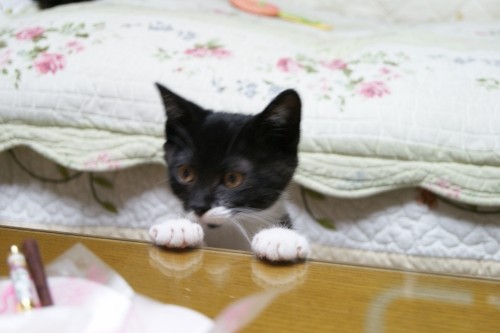 預かり子猫ちゃん８仕事編