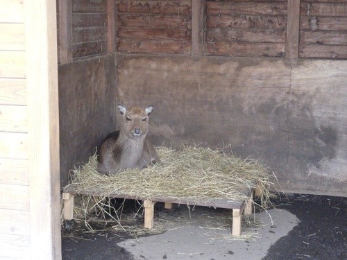 ピーちゃんとピリカとイエローさんと私と・・・番外編