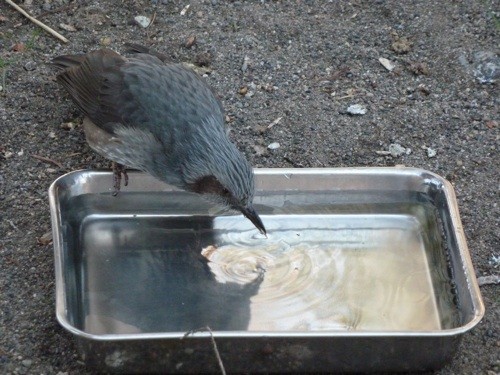 ネコの水飲み