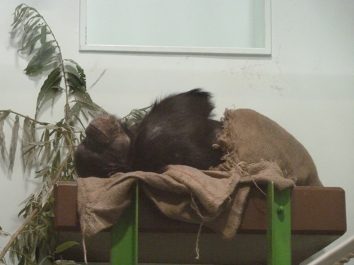 チンパ様と夜の動物園