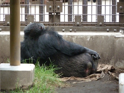 夜の動物園の翌日は・・・